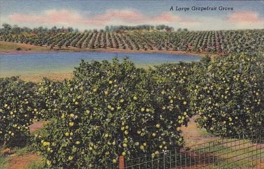 A Large Graprfruit Grove Florida Curteiclh