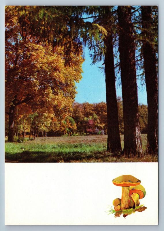 1971 MUSHROOMS of the Russian Forest Landscape Tree Lot 16 Postcards in Folder