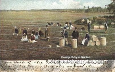 Picking Cranberries Farming, Farm, Farmer  1913 