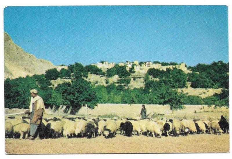 Afghanistan Shepherd Sheep Village near Kabul Vntg Postcard