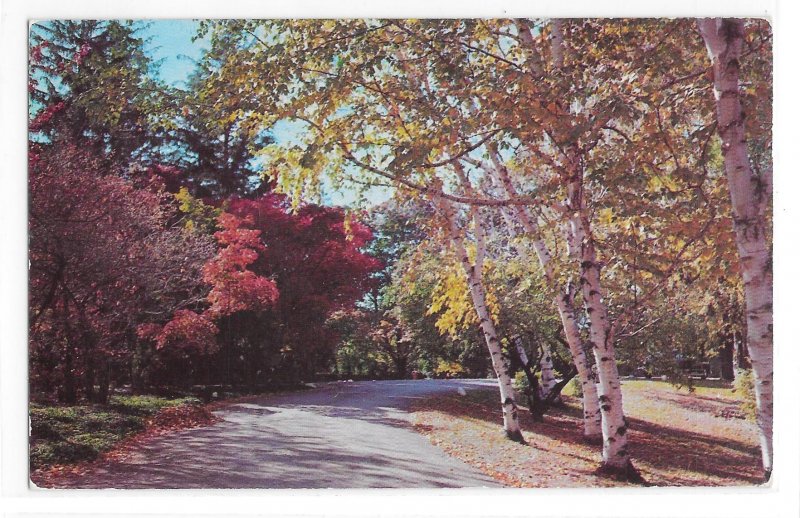 Winding Road Autumn Woods Dexter Beauty Scene No 25 Nature Vintage 50s Postcard