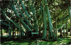 Great Banyan Tree Tropical Plantlife Scenic Florida Chrome Postcard 