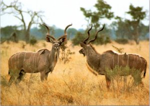 Postcard Antelope - The Young Bulls - Kudu at Kruger National Park South Africa