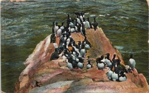 Postcard Caroll Island Washington Murres West Coast of Washington 1910 V206