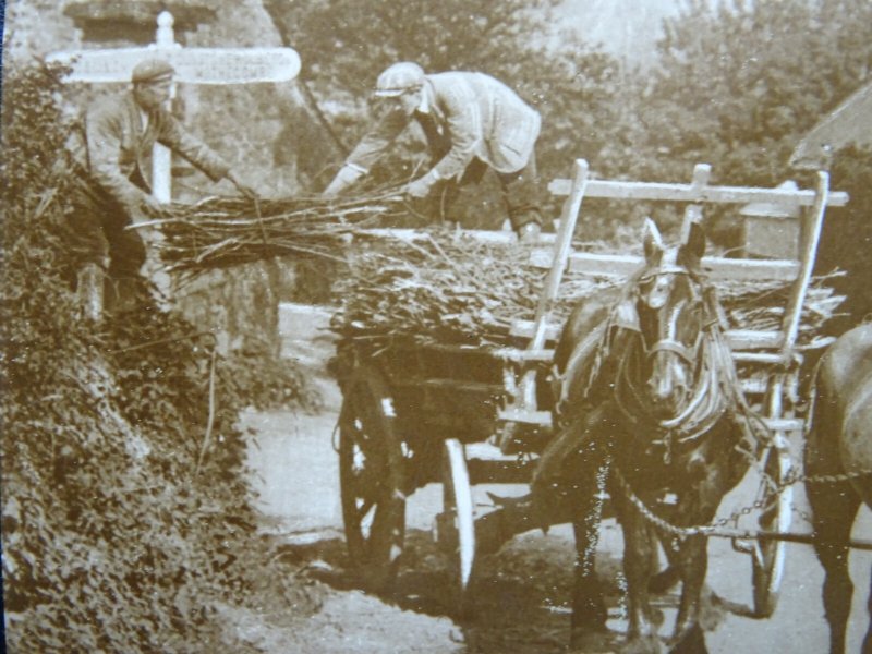 Devon Mothecombe - Summer's Day HORSE DRAWN LOGGING / TIMBER CART c1909 RPPC