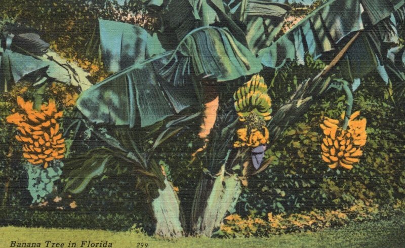 Vintage Postcard 1965 Fruit Bearing Banana Tree in Florida Tichnor Quality News 