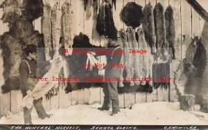 AK, Seward, Alaska, RPPC, Hunting, Hunter's Harvest, Fur Pelts, Emswiler Photo