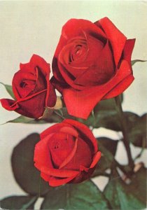 Flowers nature  rose red  Postcard