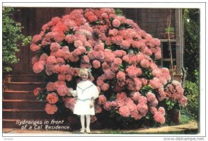 Hydranges in front of a residence , California , 00-10s