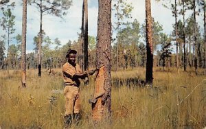 Gathering Pine Gum or Resin Georgia, USA Occupation 1958 