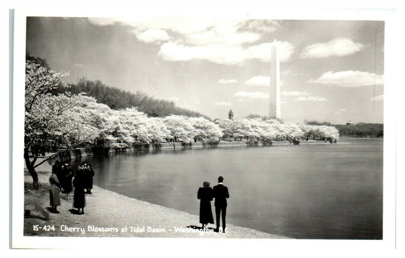 RPPC Cherry Blossoms at Tidal Basin, Washington, DC Real Photo Postcard *6V(3)6