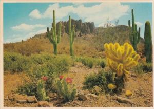 Beaver Tail and Cholla Cactus On The Desert