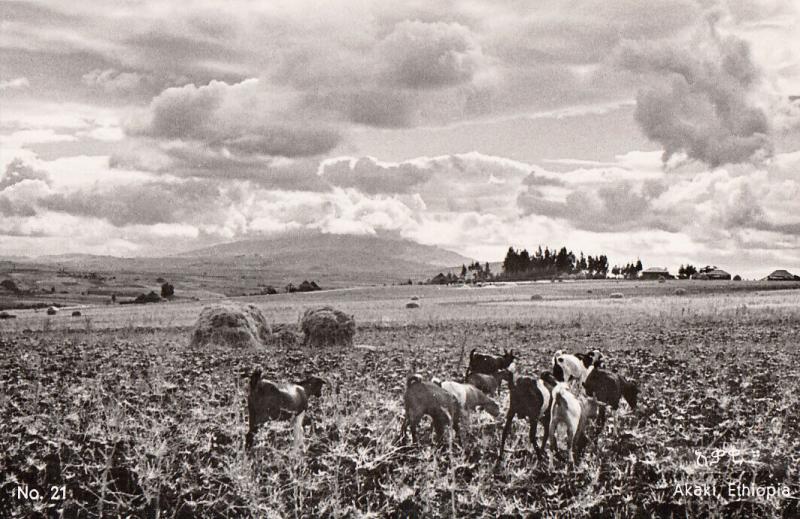 Africa Ethiopia Akaki at sunset goats real photo postcard