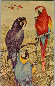 Macaws Painting by Von Sivers, Henry Vilas Park Zoo Madison WI Postcard N40