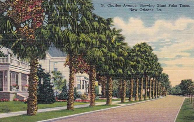 Louisiana New Orleans Charles Avenue Showing Giant Palm Trees Curteich