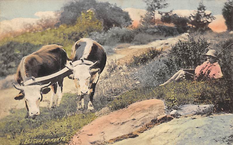 Leisure Moments Cow 1912 Missing Stamp 