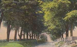 COLEBROOK, Connecticut, PU-1911; Under The Maples