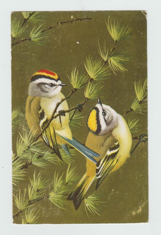 COLORFUL BIRDS POSTCARD ART VINTAGE GOLDEN-CROWNED KINGLET