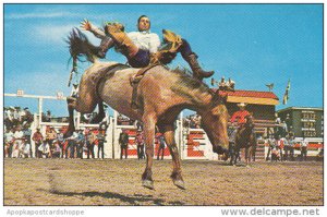 Canada Bronc Riding Calgary Stampede Calgary Alberta