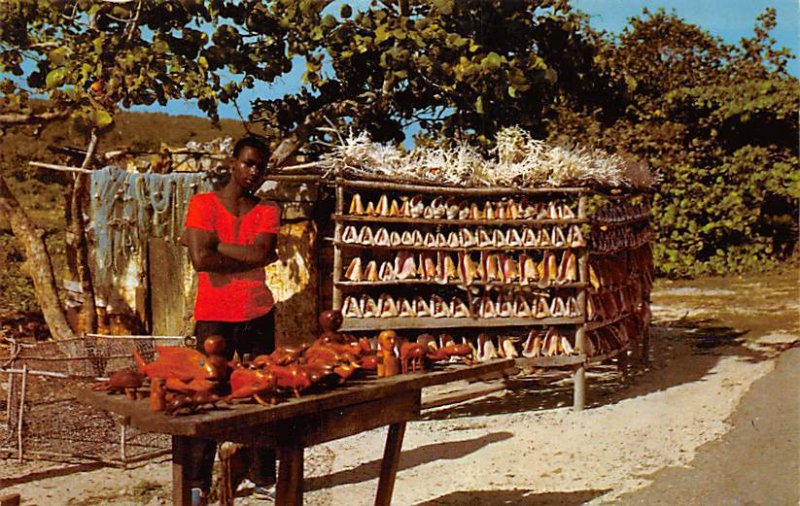Conch Shells Jamaica Unused 