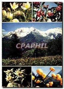 Modern Postcard The Alps Flowery