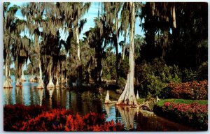 M-58542 Cypress trees in the waters of Lake Eloise at Cypress Gardens Florida