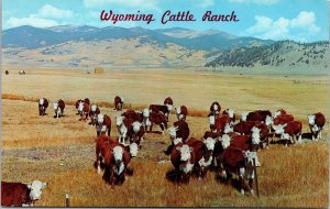 Vtg Wyoming WY Cattle Ranch Young Hereford Cows on Fall Range Postcard