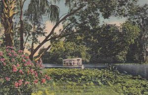 Florida Silver Springs Looking Over Water Hyacinths Down The Springs Run 1953