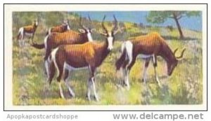 Brooke Bond Vintage Trade Card Wildlife In Danger 1963 No 19 Bontebok