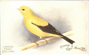 Canary & Cage Bird Life London Fancy Yellow Animal Studies Song Bird c1910 PC