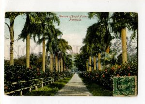 3106212 USA HAWAII Avenue of Royal Palms Honolulu Vintage RPPC