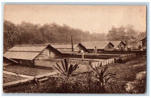 c1940's Scene at Cacao Estate Trinidad and Tobago Unposted Antique Postcard 