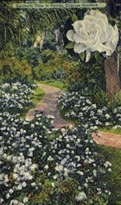 Gardenia Time - Cypress Gardens, Florida FL