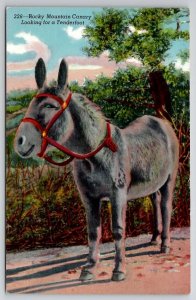 Beautiful Rocky Mountain Canary Donkey Looking For Tenderfoot Postcard R28