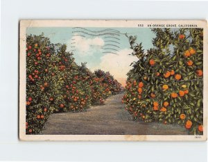 Postcard An Orange Grove, California