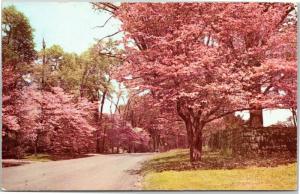 Maryland Cherry blossom lined street
