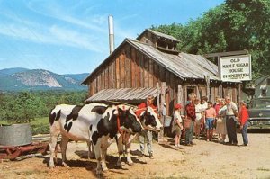 NH - North Conway, Old Maple Sugar House In Operation, Oxen