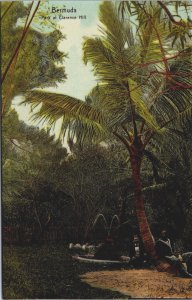 Bermuda Park at Clarence Hill Vintage Postcard C279