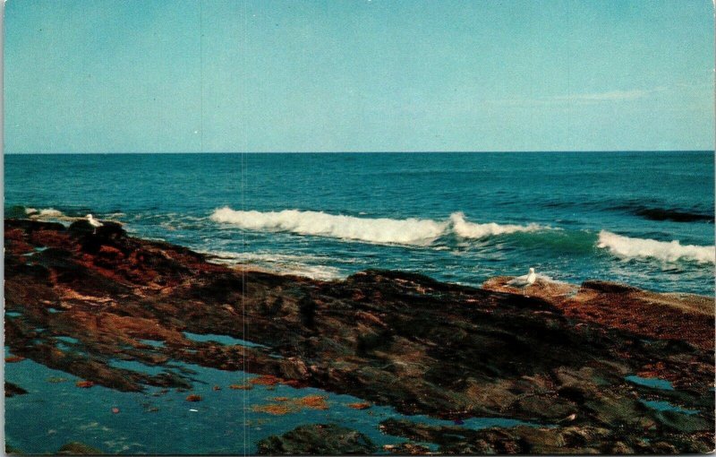 Surf Rocks Seagulls Shore Portland Maine ME Postcard Tichnor UNP VTG Unused 