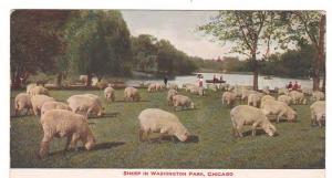 SHEEP IN WASHINGTON PARK CHICAGO C 1920 ANTIQUE POSTCARD