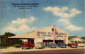 Linen PC Orange Blossom Groves One Mile North of Bay Pines in Largo, Florida