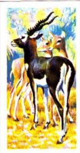 Brooke Bond Trade Card Asian Wildlife No 33 Blackbuck