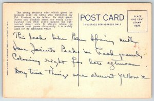 Vintage California Postcard - Creosote Bush on the Desert