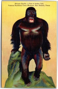 Postcard TX San Antonio Buckorn Curio Museum African Gorilla