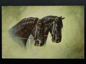 Horse Theme PORTRAIT of TWO BLACK HORSES c1907 Postcard by Max Ettlinger