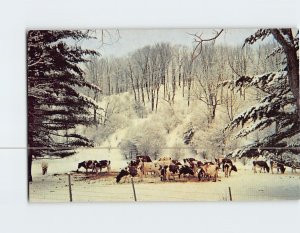 Postcard Cows, Vermont 