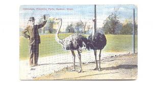 Ostriches, Zoo, Franklin Park, Boston, Massachusetts, Used 1923