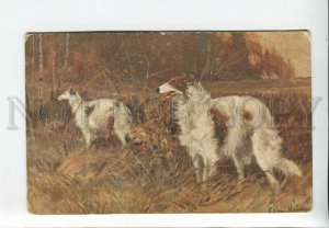 3183200 RUSSIA HUNT GK von Meyer Greyhounds BORZOI Razsvet #101