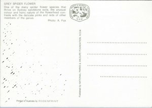 postcard Australian Flowers - Grey Spider Flower