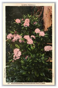 State Flower Rhododendron Olympic Peninsula Washington WA UNP Linen Postcard H30